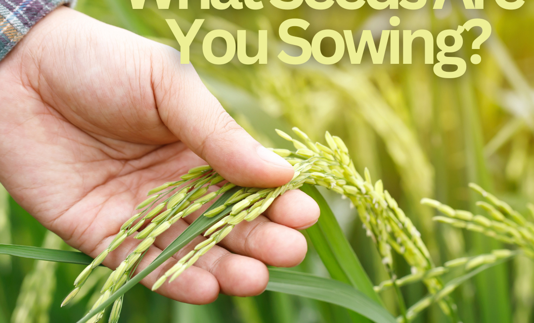 What Seeds Are You Sowing?