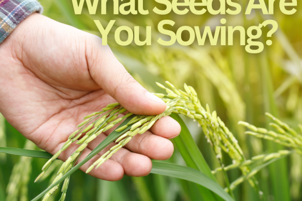 What Seeds Are You Sowing?