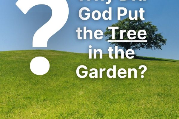 Why Put the Tree in the Garden?